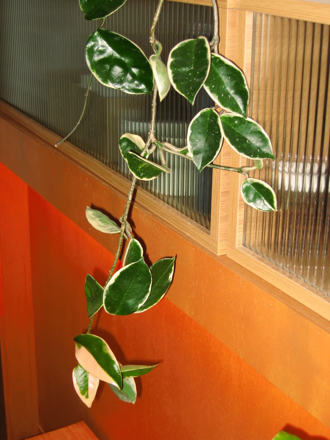 캐논 익서스 750 아일릿 원희 디카 상품이미지5