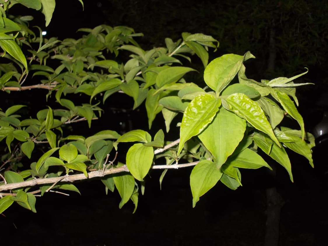 📸 니콘 쿨픽스 L23 레드(sd카드포함 즉시사용) 상품이미지6