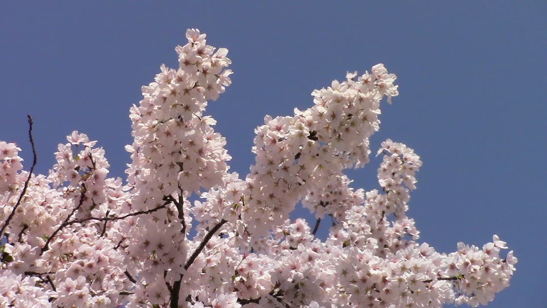 (풀박스) 캐논 VIXIA HF R80 캠코더 블랙 한글판 상품이미지10