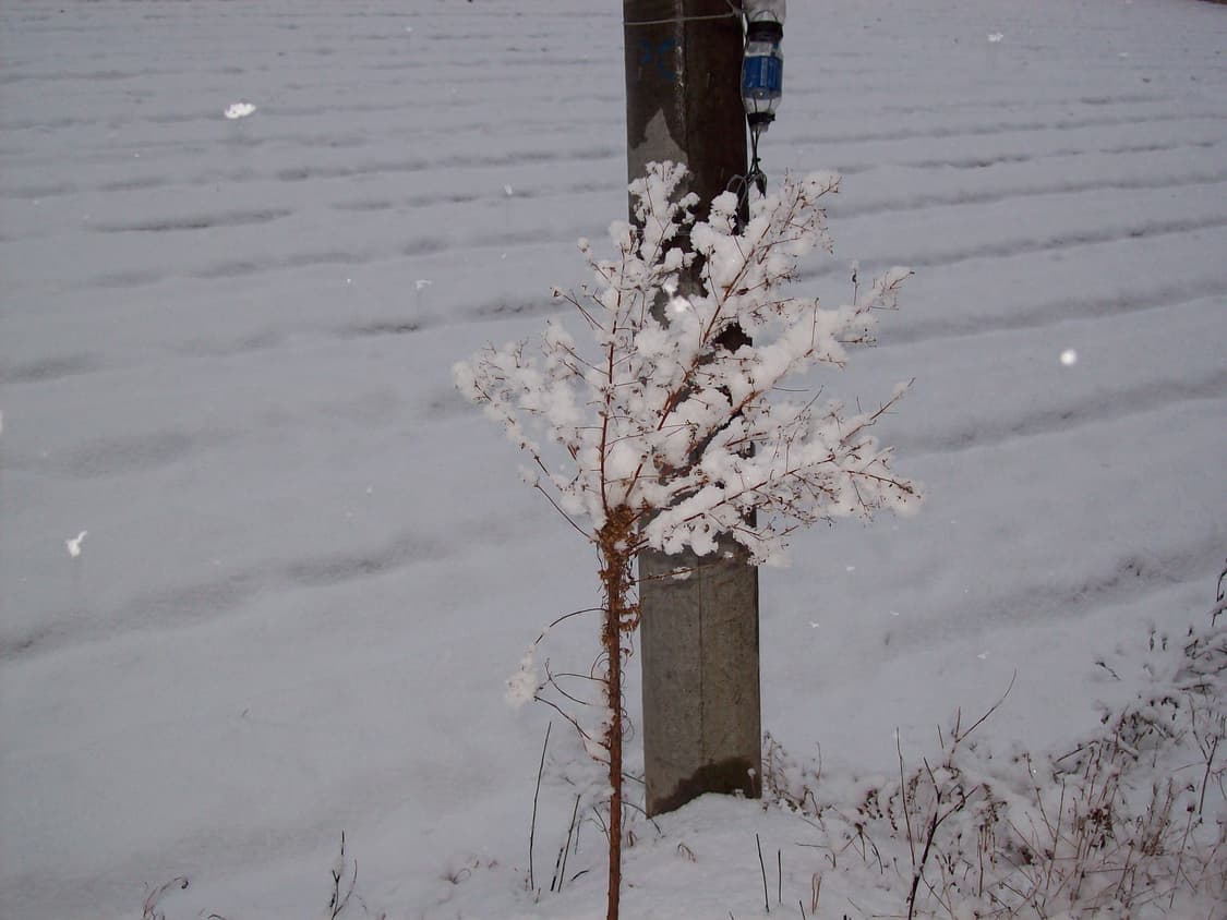 미품) 코닥 이지쉐어 c713 카리나 카메라 상품이미지6