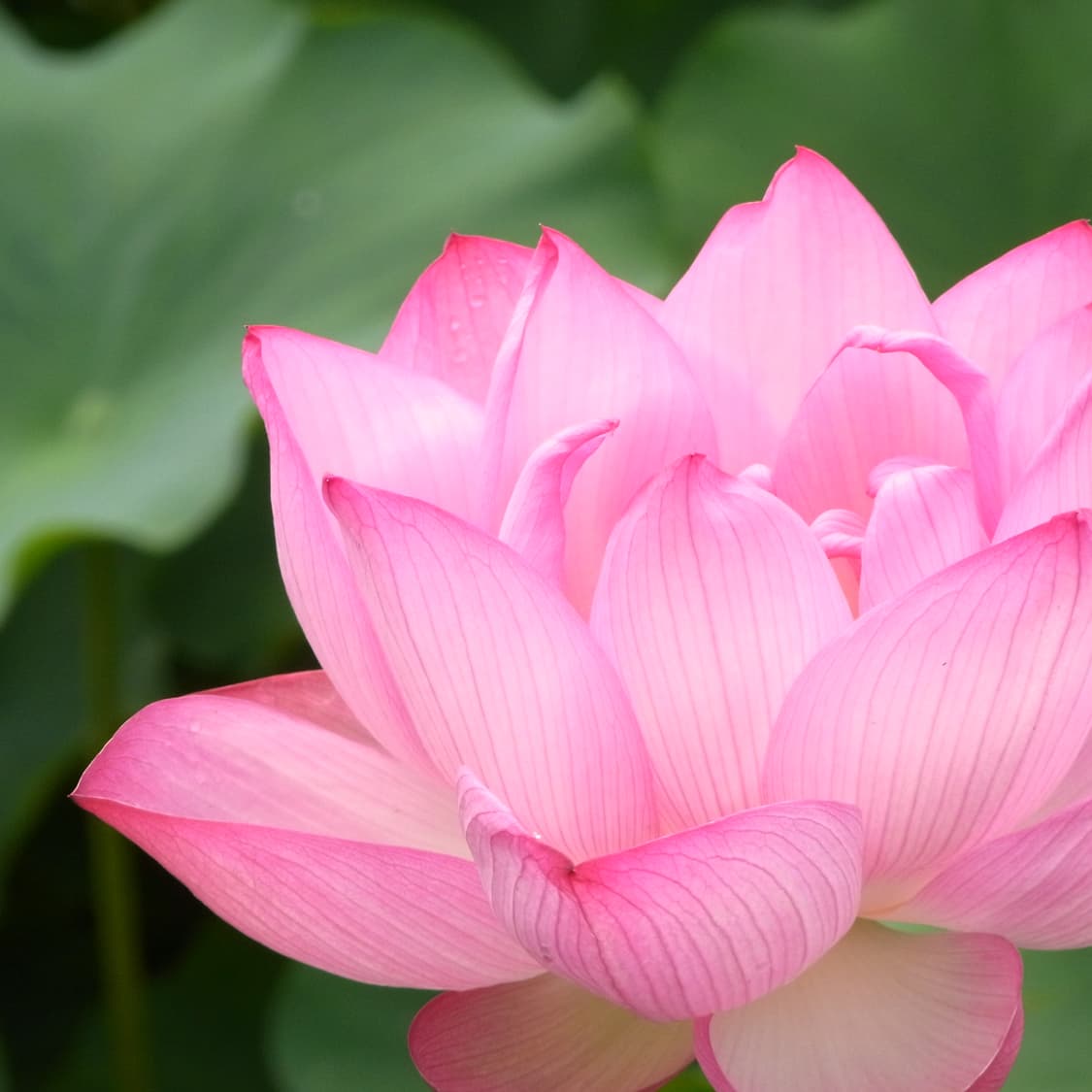 [필름색감!] 리코 CX2 블랙 디지털카메라 상품이미지10