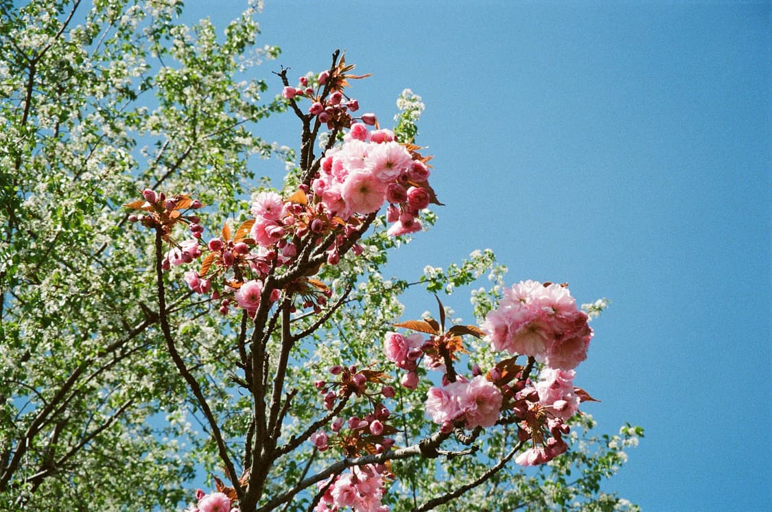 작례O 심해진 필카 삼성 케녹스 퍼지줌 1150 필름카메라 빈티지 상품이미지6