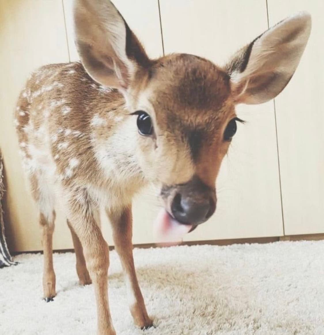 브랜디멜빌 헨리넥 롱슬리브 grey 상품이미지1