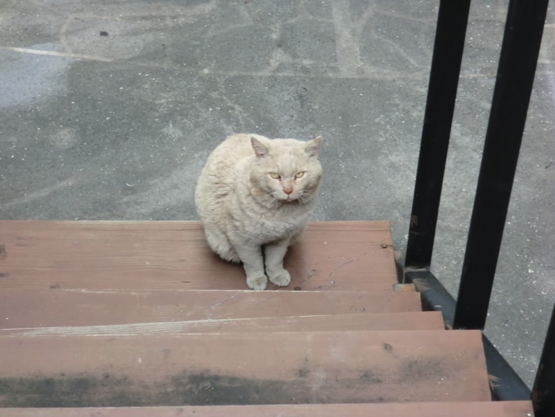 카시오 엑슬림 z800 실버(작례O) 상품이미지7