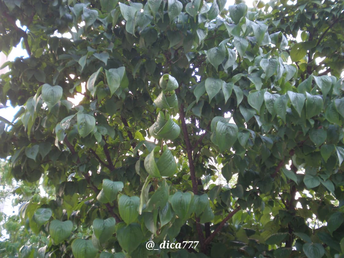 올림푸스 FE-180 디카 상품이미지8