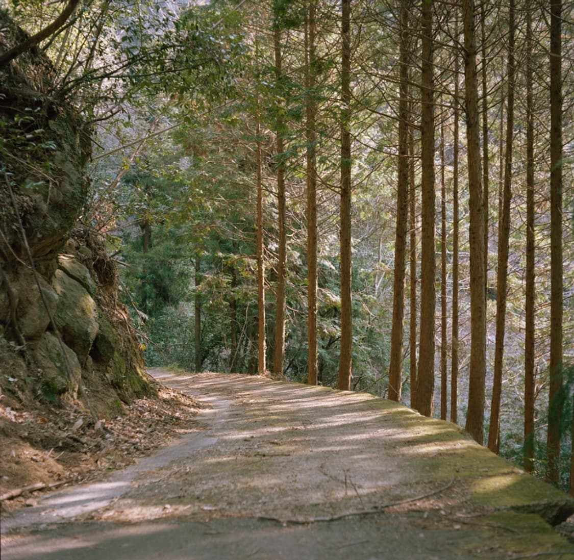 작례O 스냅 최강 교세라 p 미니 2 필름카메라 빈티지 필카 상품이미지5