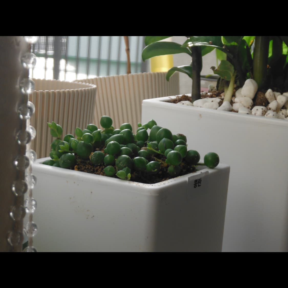 작례⭕️ 후지필름 XP 100  상품이미지8