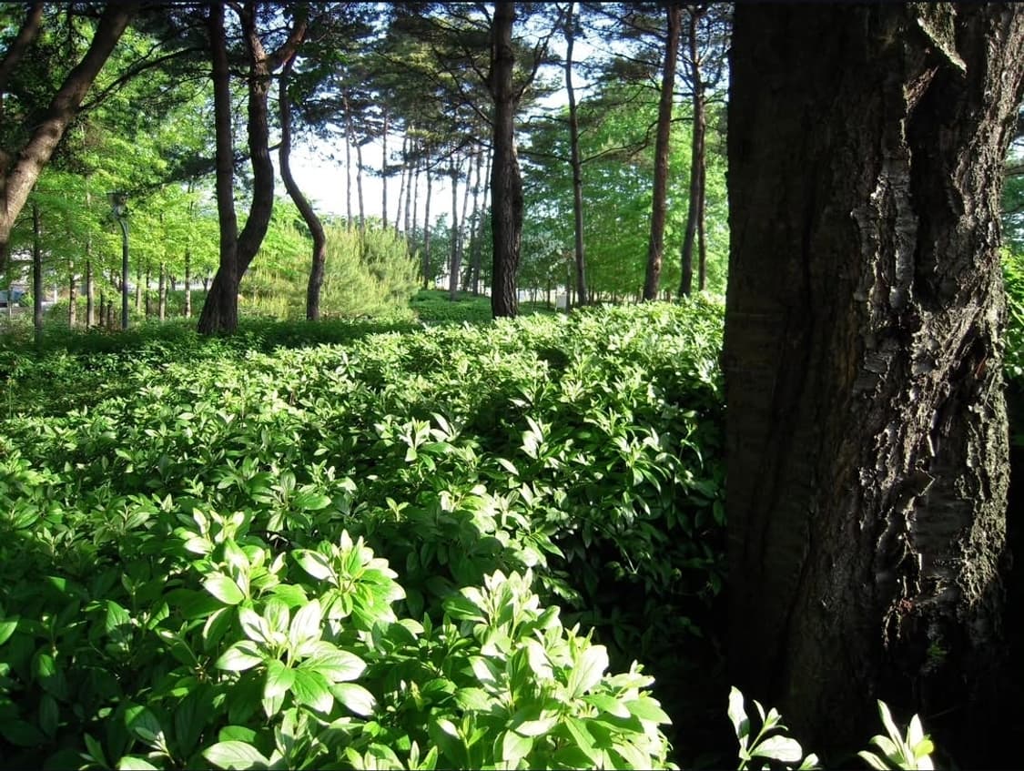 풀박📸 니콘 쿨픽스 S600 실버 ✨ 상품이미지9