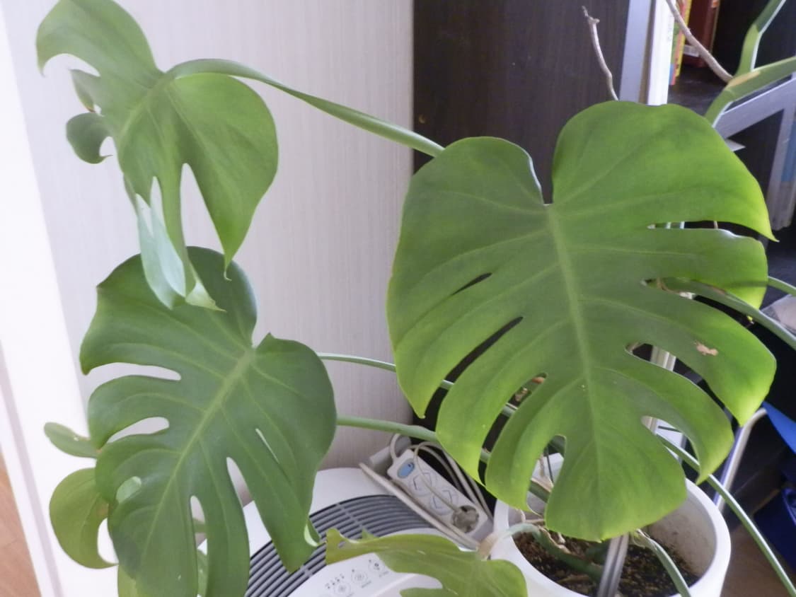 올림푸스sp-610uz 쿨톤디카 상품이미지6