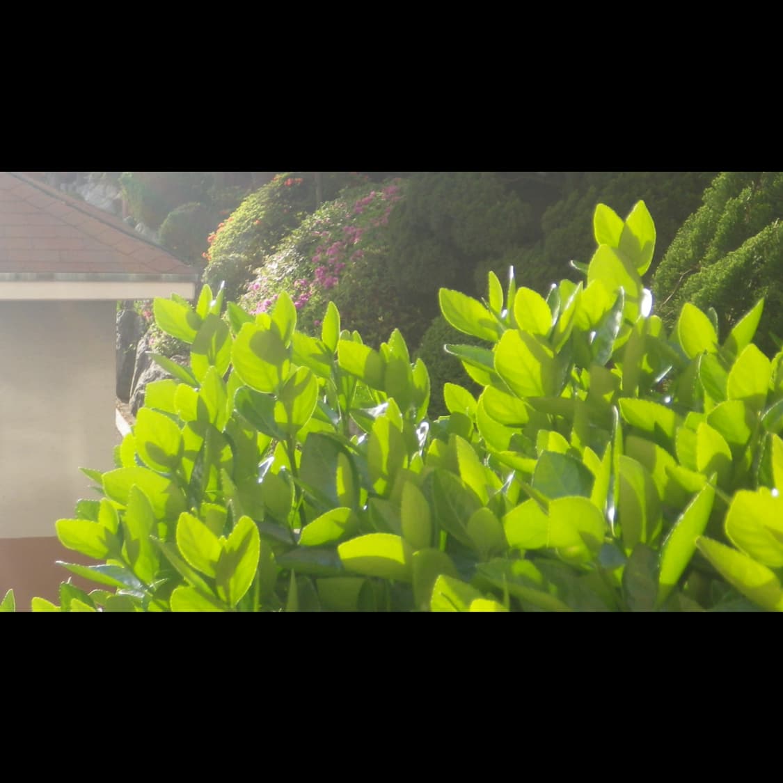 작례⭕️ 펜탁스 옵티오 WG-1 상품이미지3