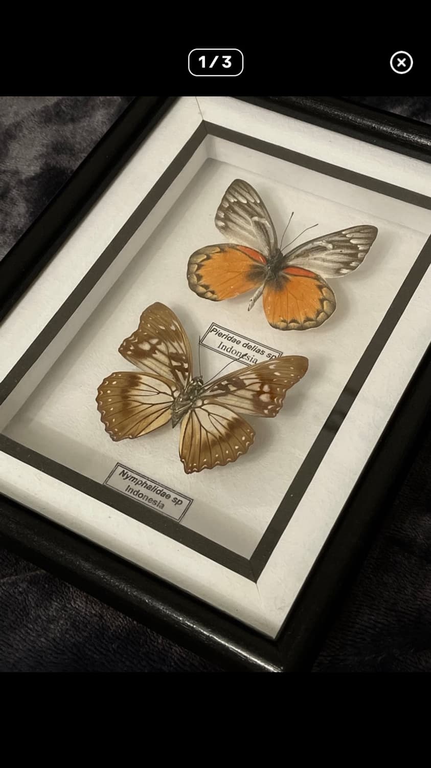 나비 박제 액자 유럽풍 인테리어 상품이미지2