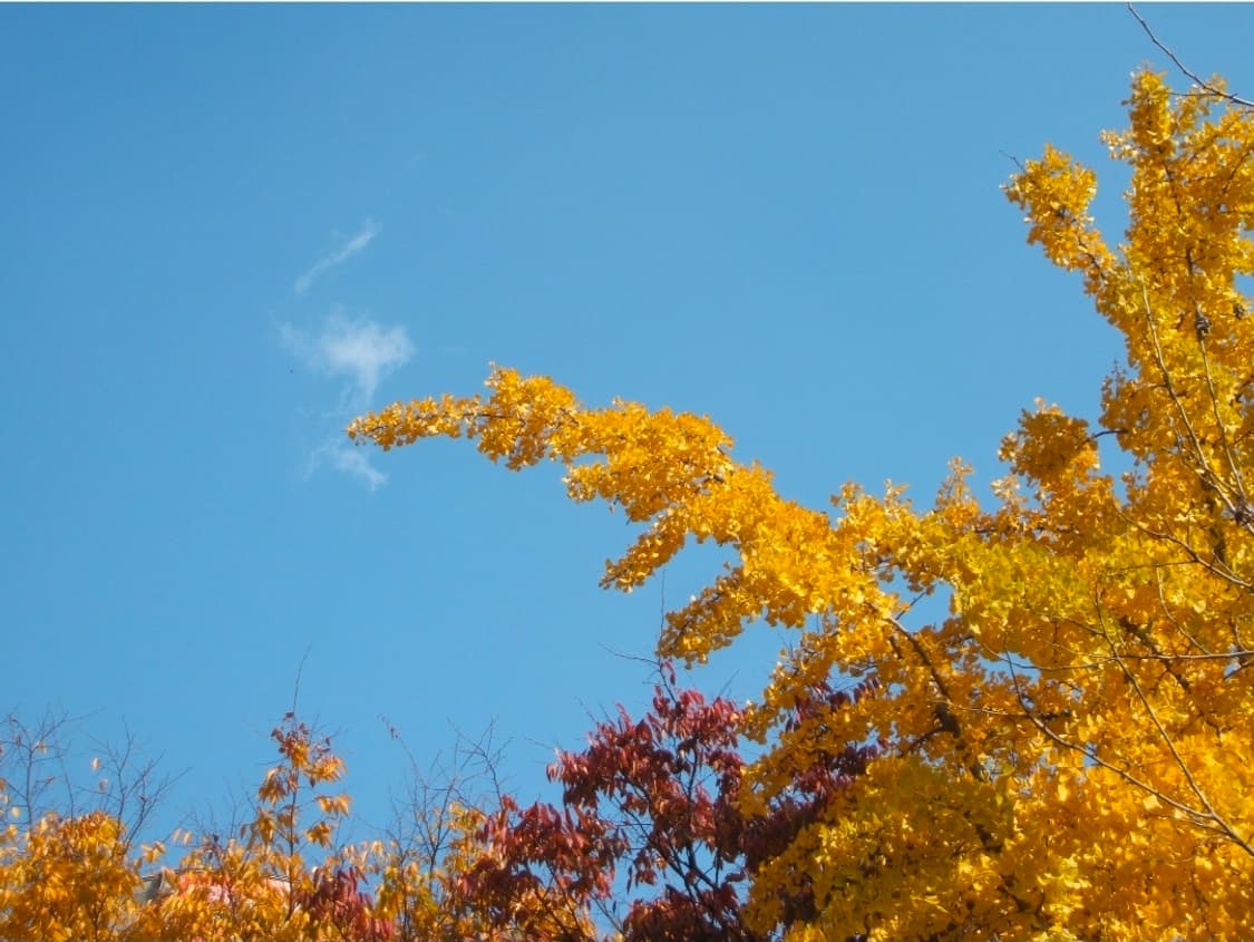 후지필름 파인픽스 F440 판매[작례O/교환] 상품이미지2