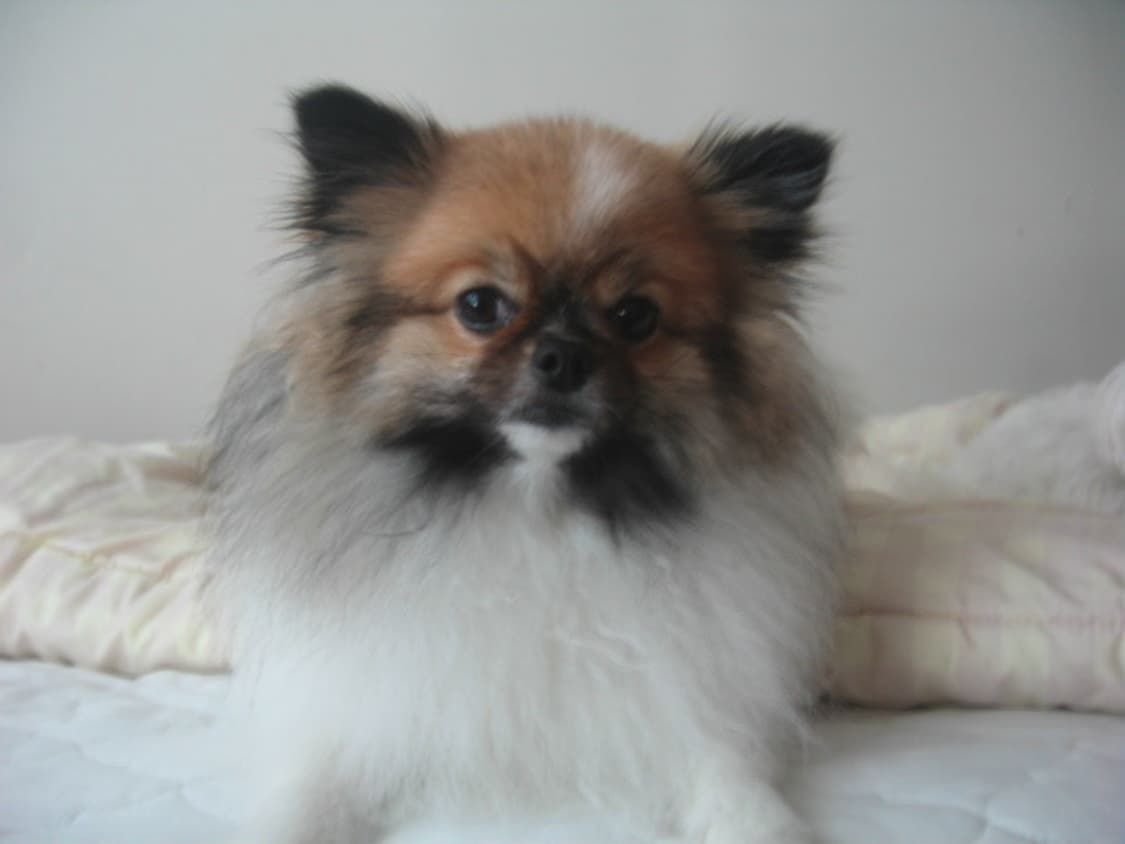 작례O) Canon IXY 600 = ixus 700 캐논 디카 상품이미지9