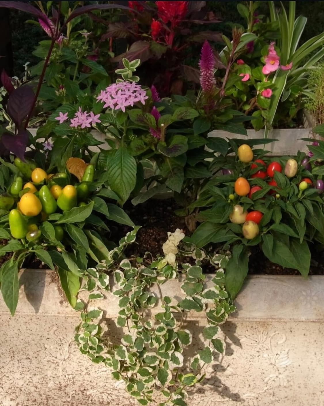 📸 리코 CX3 블랙 | 감성 줌 디카 🖤 상품이미지10