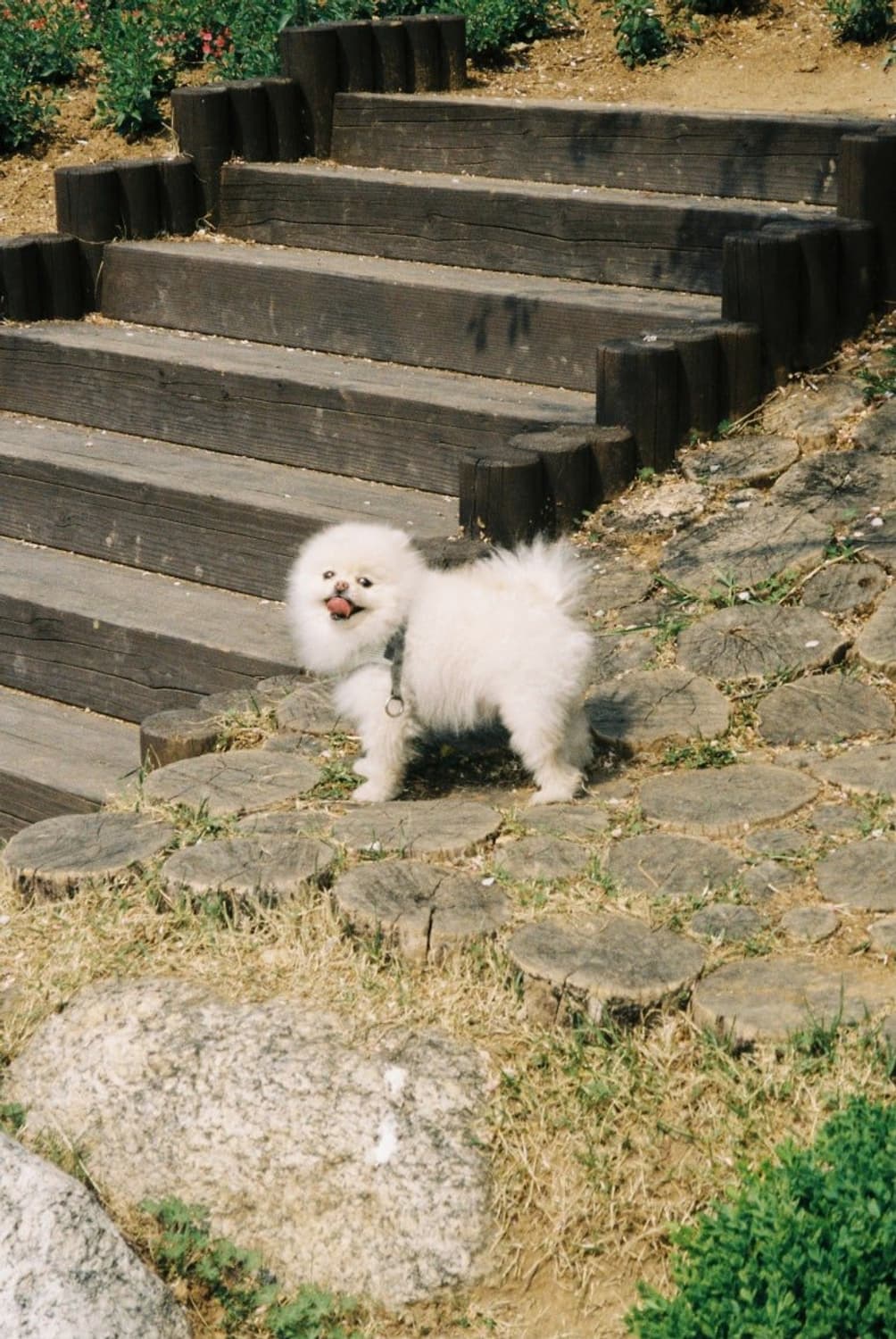 리코 RT550 필름 카메라 (빈티지 카메라) 상품이미지10