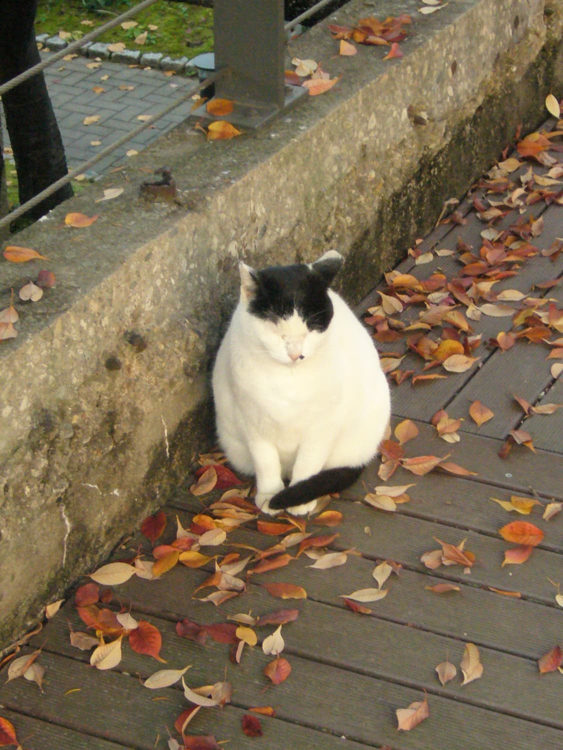 파나소닉 루믹스 fx9 디카 판매 상품이미지9