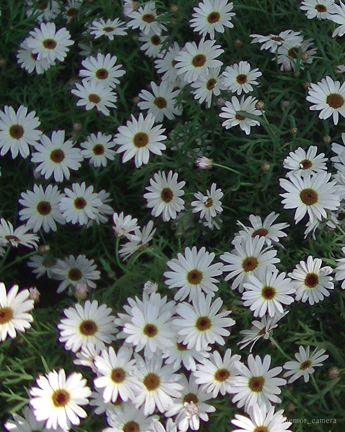 노란기X/애니메이션느낌작례💝JVC GZ-HM177 캠코더 디카 카메라 상품이미지7