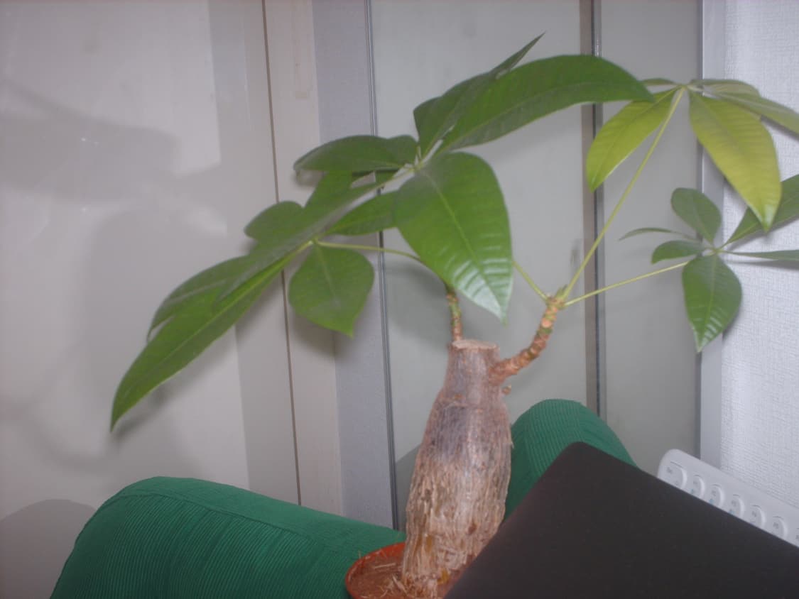 Hp 포토스마트 E317 빈티지 디지털카메라 상품이미지10