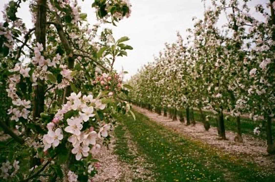 PENTAX ESPIO 105sw 필카 상품이미지5