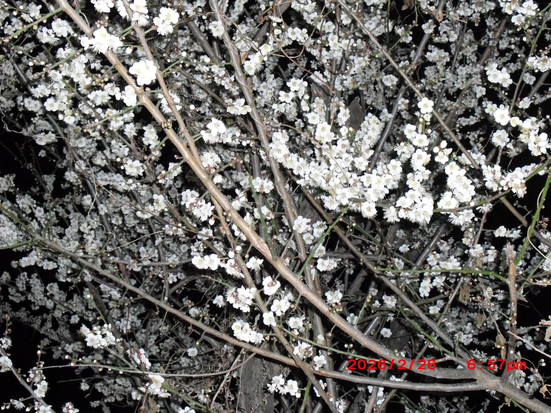 카시오 엑슬림 EX-Z1(작례있음) 상품이미지9