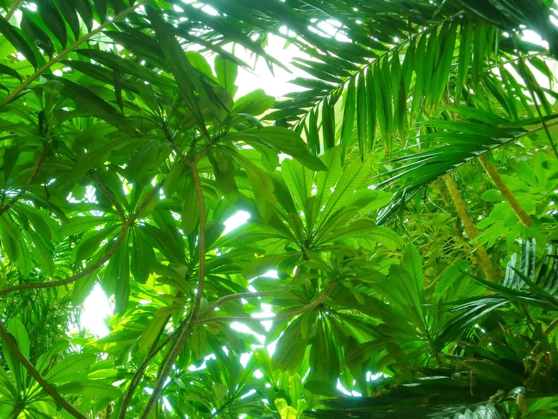 [빈티지 디카/A급] 카시오 엑실림 Exilim EX-Z250 상품이미지9