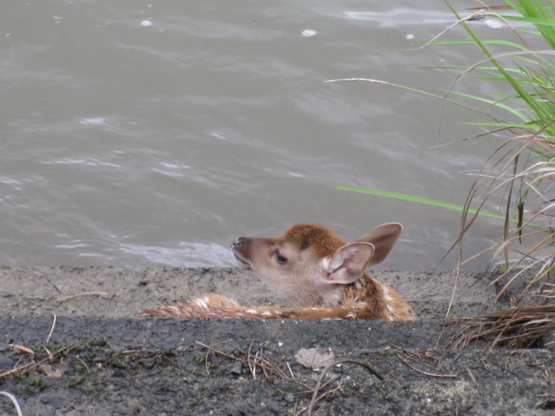 캐논 익서스 Canon IXUS 970 IS 실버 상품이미지4