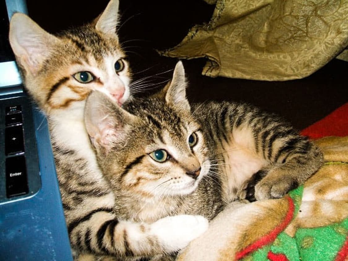 Fujifilm FinePix A500 ㅣ 후지필름 파인픽스 빈티지 디카 상품이미지9