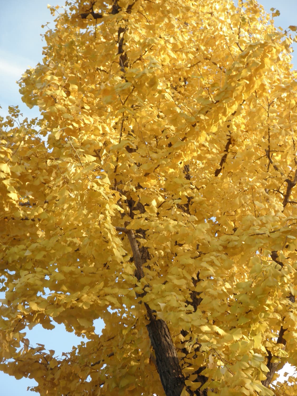 셀카&한효주!) Samsung VLUU PL121 디카 카메라 상품이미지3