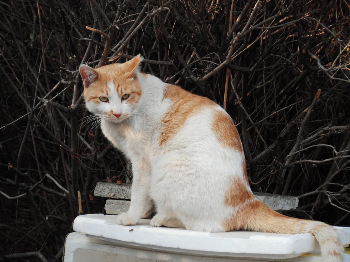 무료배송)후지필름 파인픽스 Z70 빈티지 디카 상품이미지9