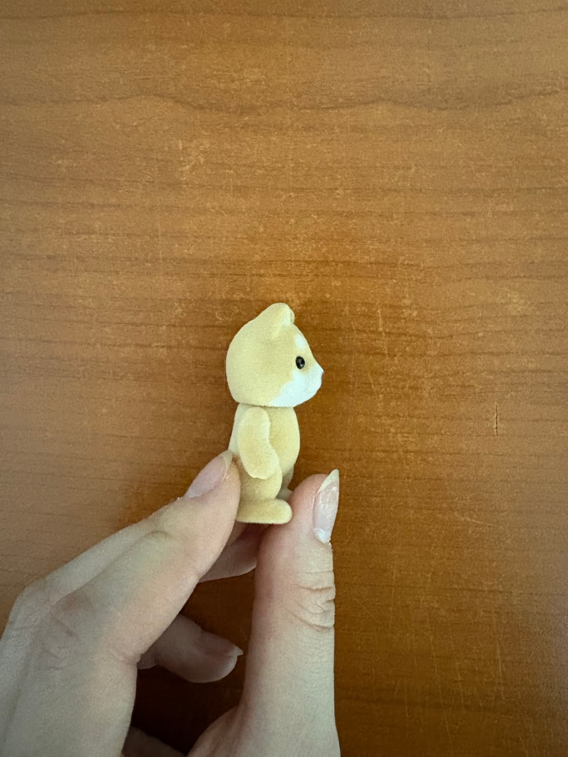실바니안 시바견 아기 상품이미지4