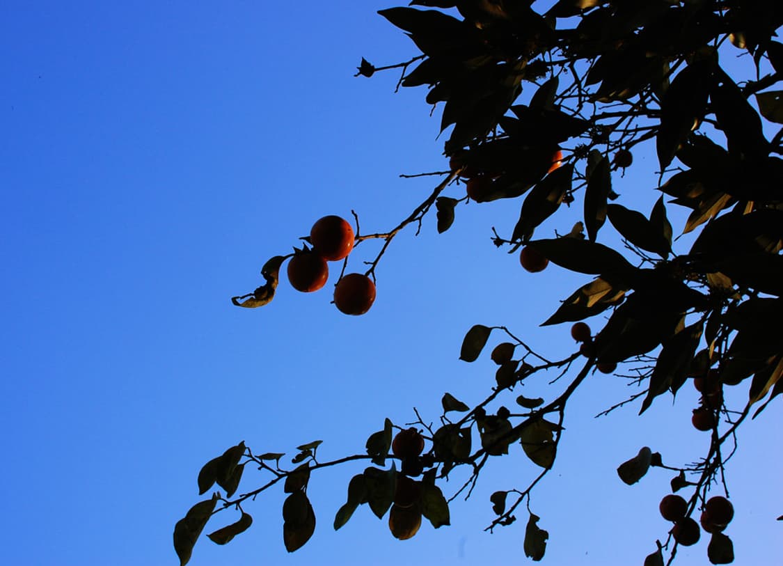 후지필름 파인픽스 FUJIFILM FinePix Z1 블랙 상품이미지3