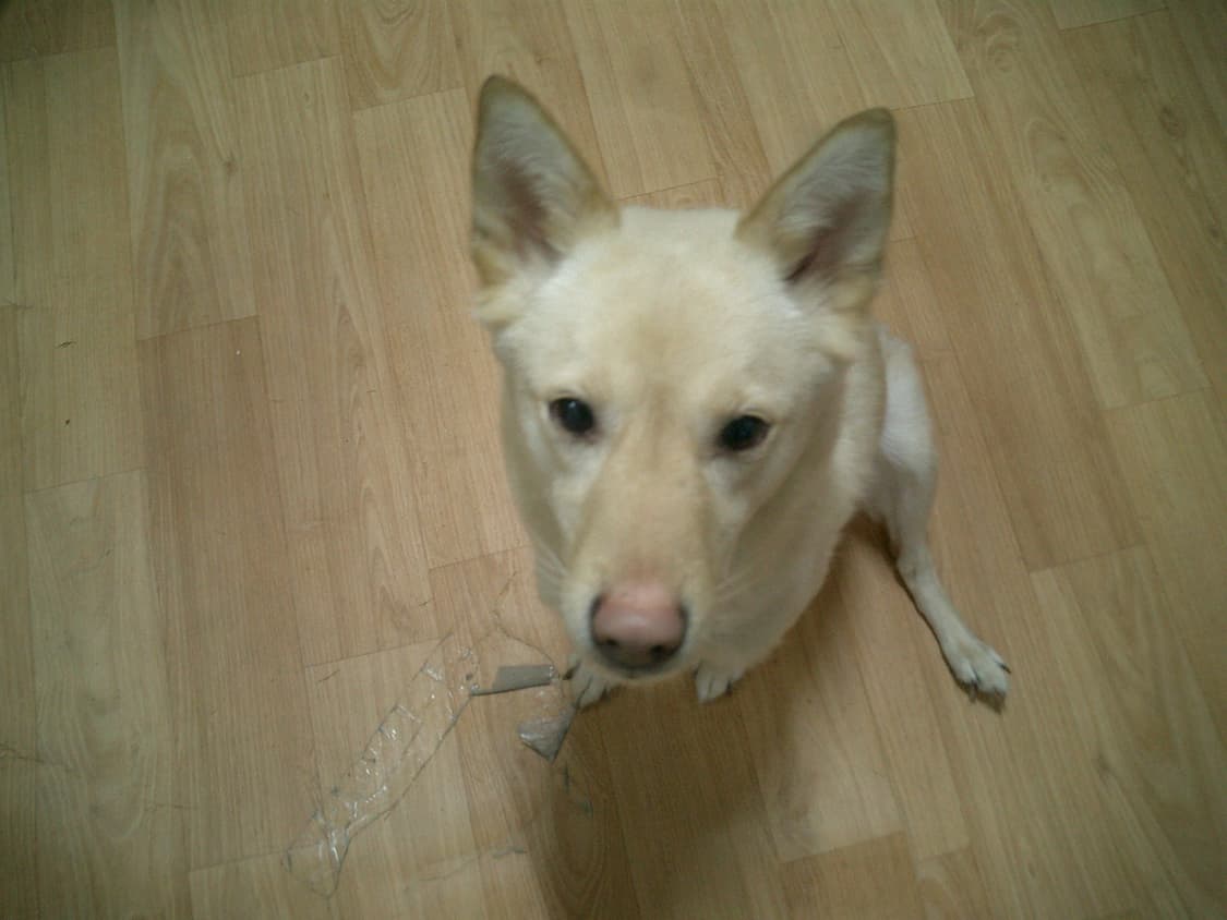 카시오엑슬림 EX-S3디카 상품이미지9