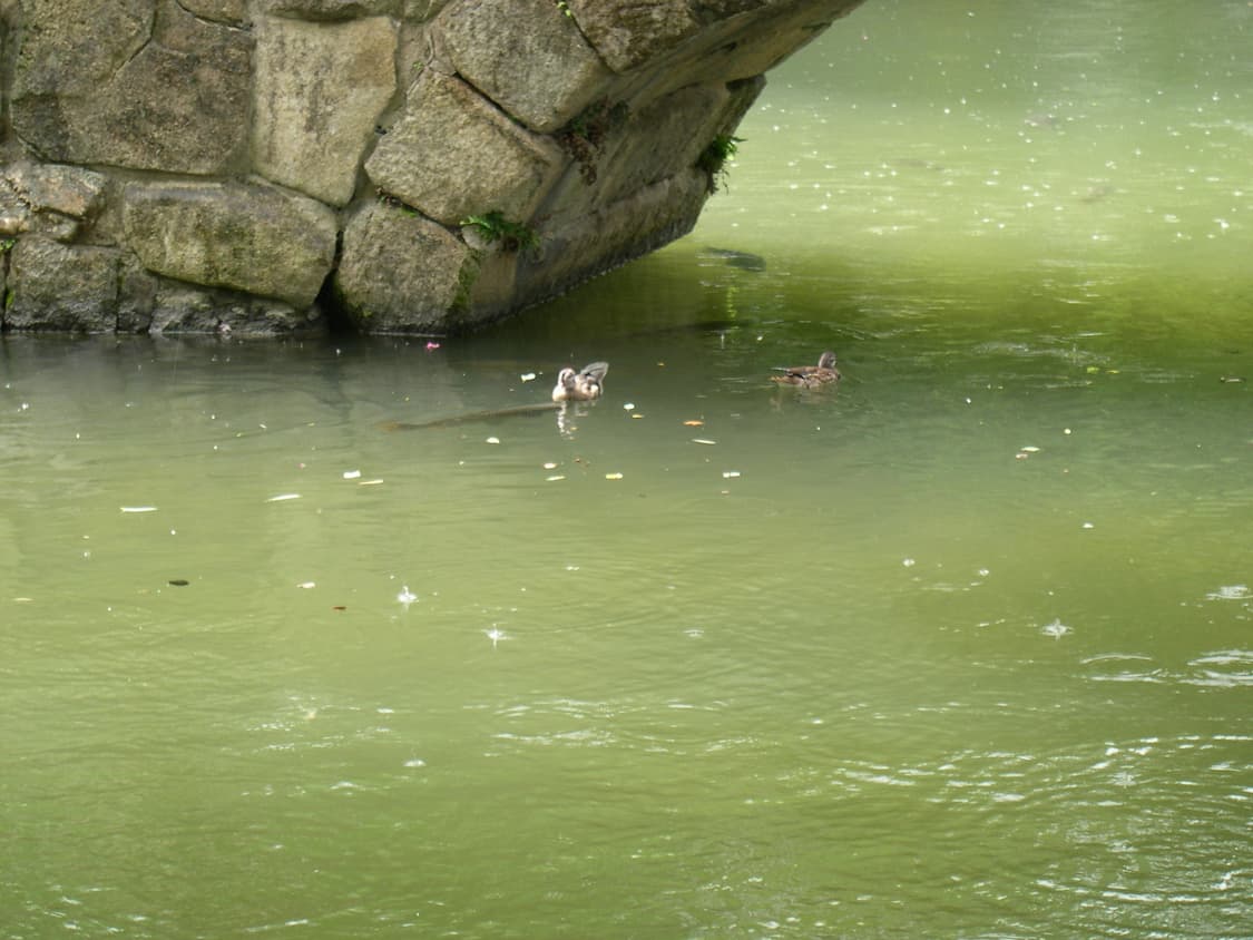 니콘쿨픽스 4300 박스세트 상품이미지5