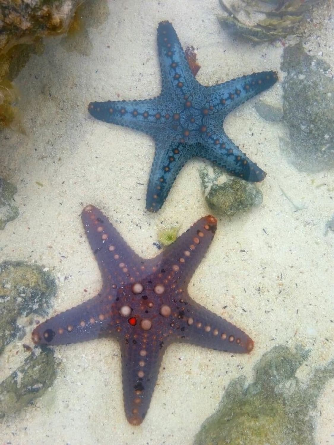 [ 🐠아로하: Aroha ] - 불가사리 상품이미지5