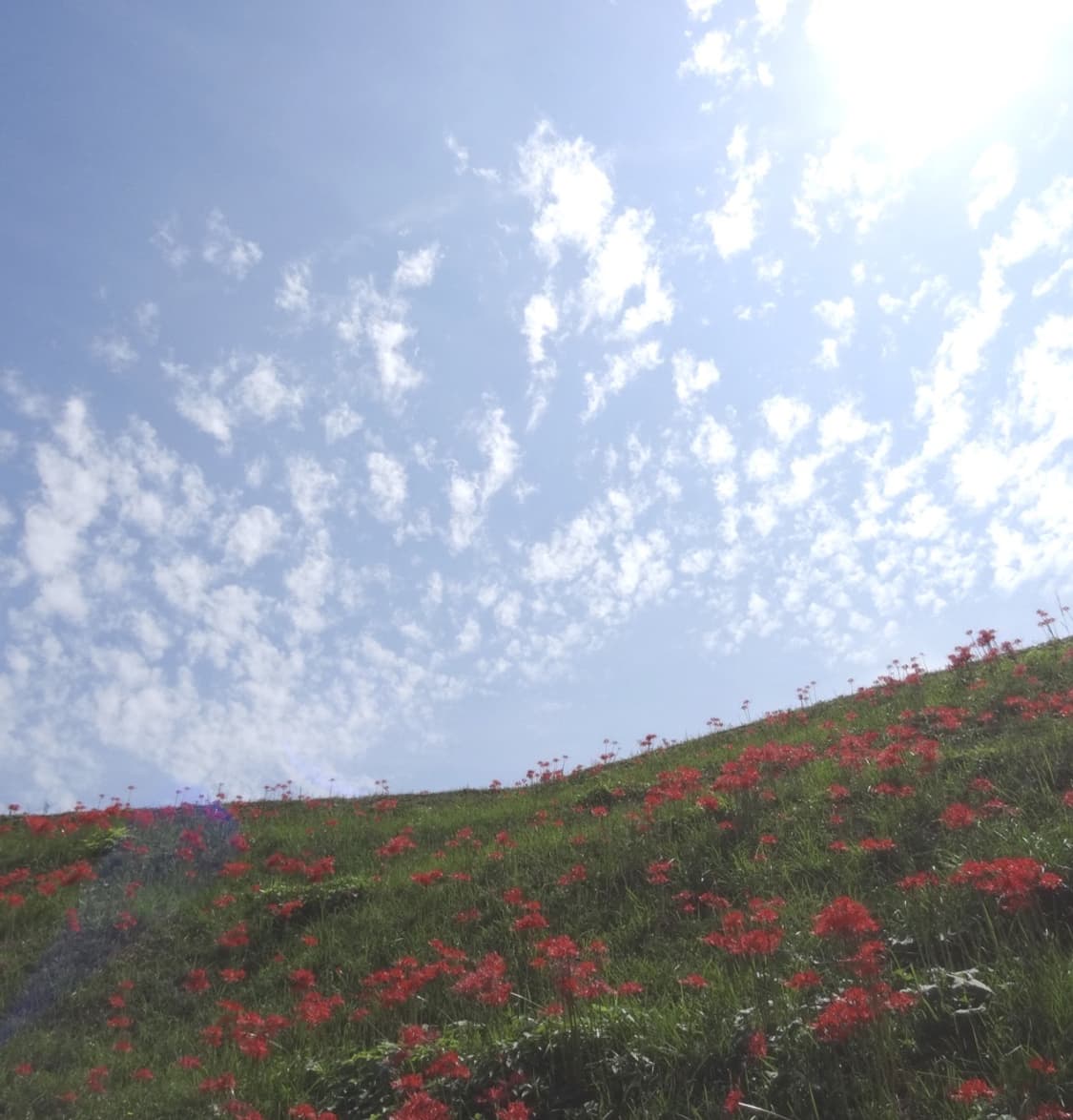 (슈퍼줌) 소니 사이버샷 DSC-HX10V 상품이미지7