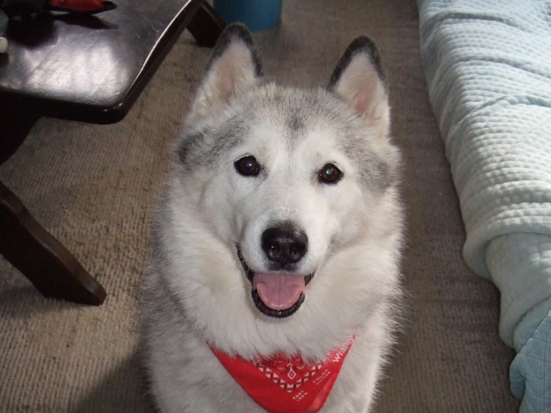 (색감/감성) 후지필름 파인픽스 Fujifilm FinePix Z2 상품이미지9