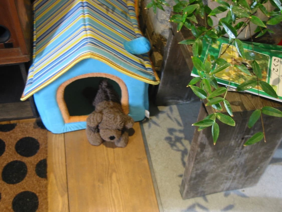 캐논 디카 익시300/익서스300 상품이미지6