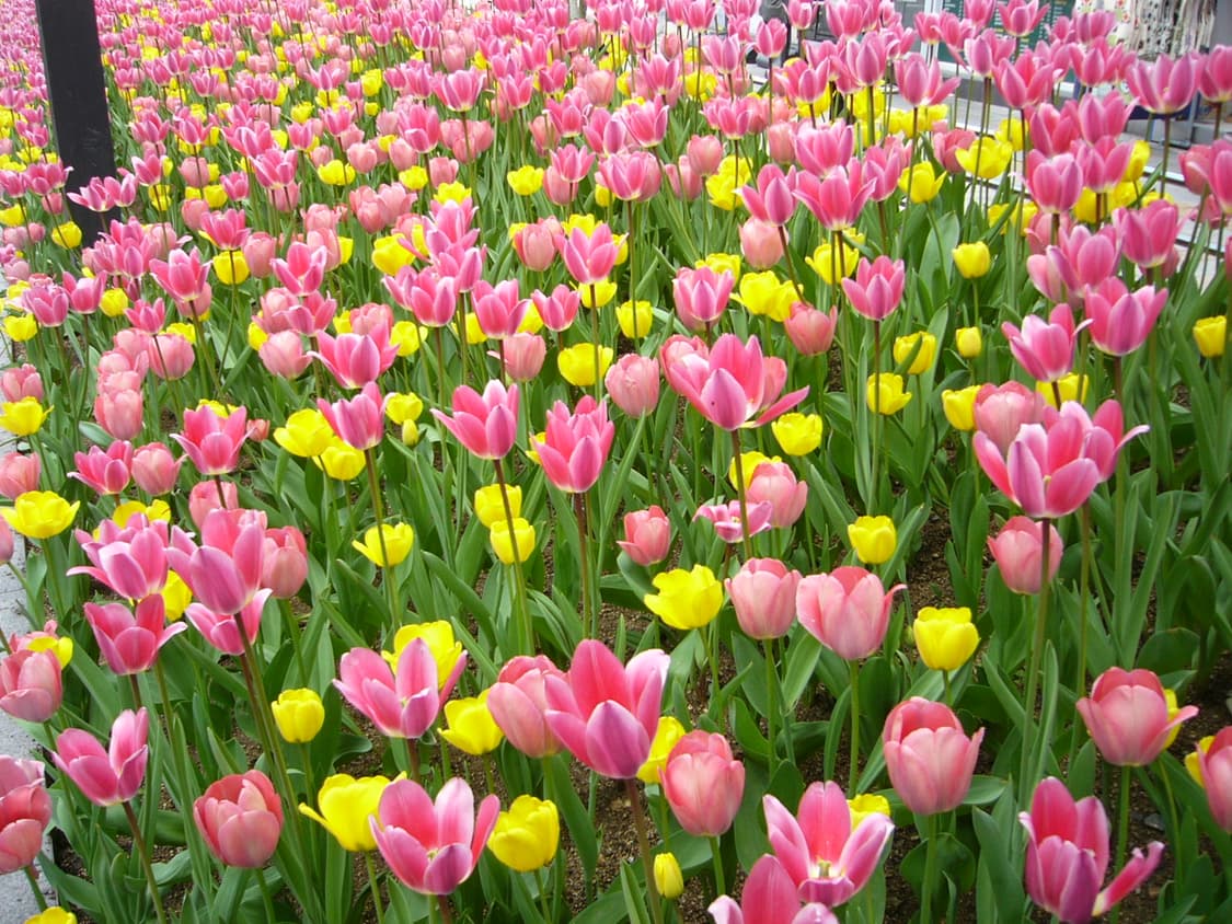 파나소닉 루믹스 DMC-F1 빈티지 디카(작례o) 상품이미지9