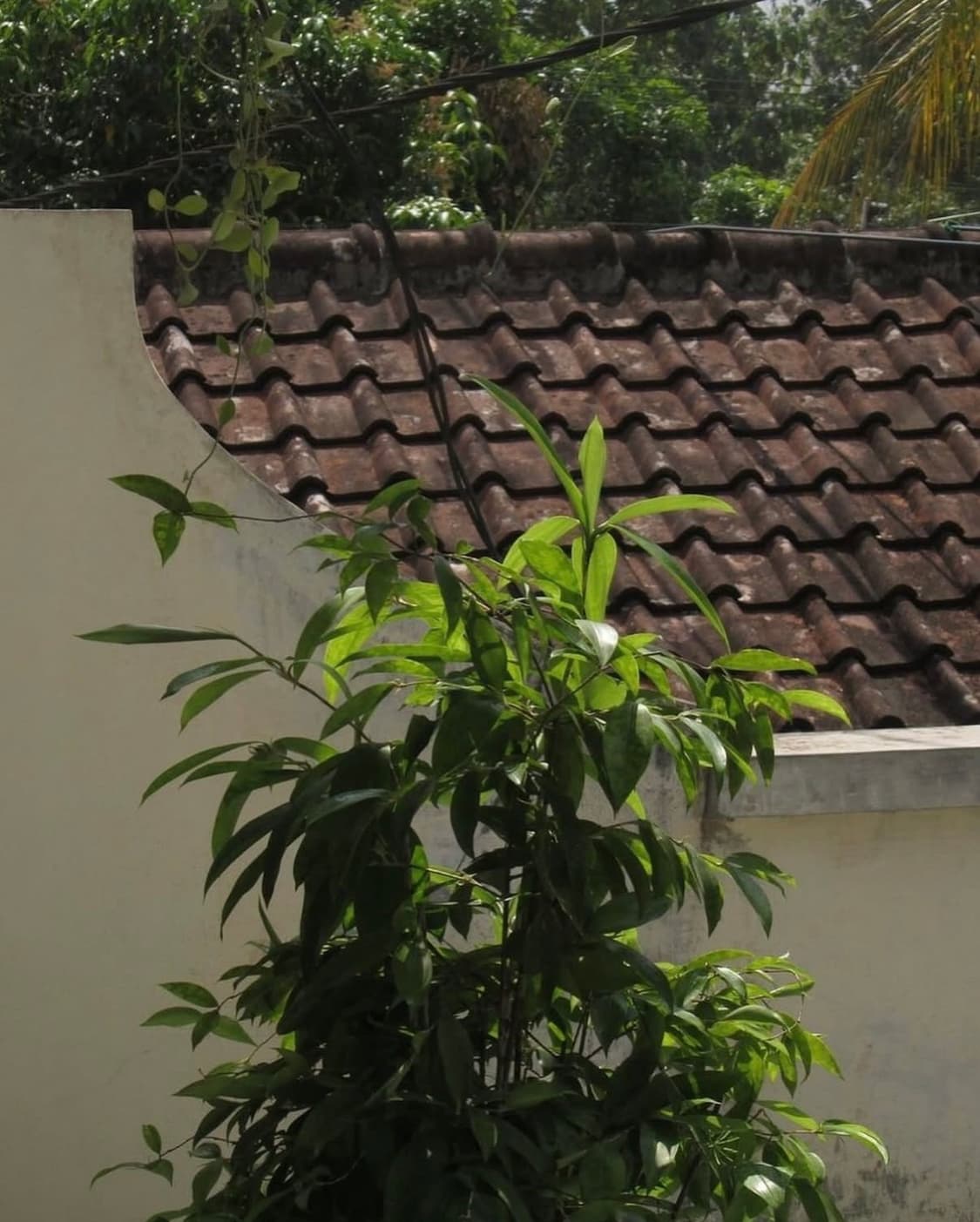 캐논 파워샷 A810 디카 디지털카메라 상품이미지5