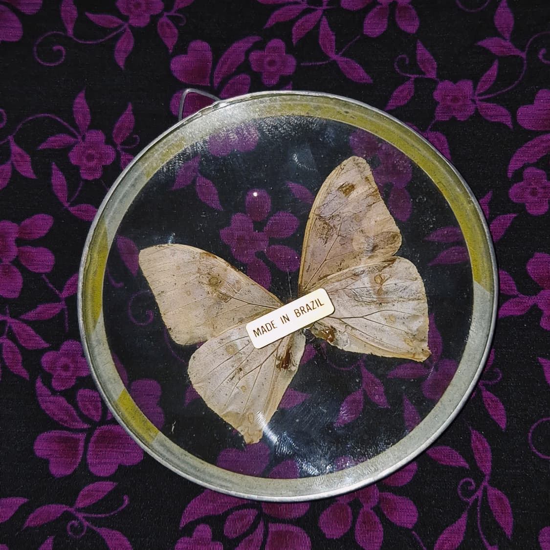 70s 브라질 모르포 빅 나비 글라스 반구 벽걸이 상품이미지7
