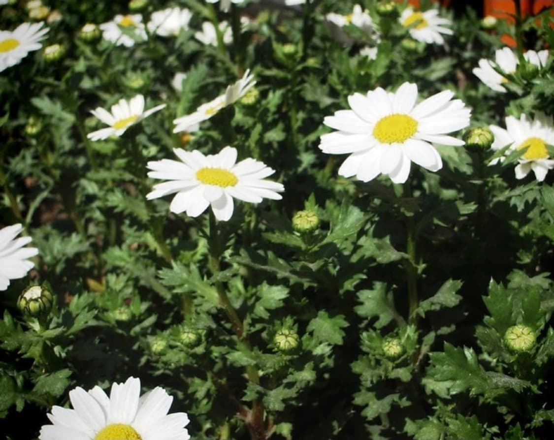 한글지원) 키키 디카 🍑펜탁스 Optio S40 핑크 상품이미지8