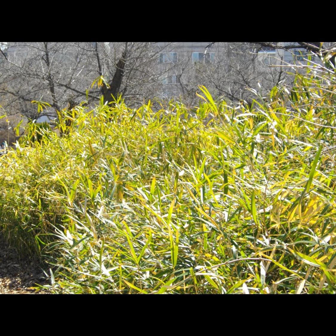 작례⭕️ 펜탁스 옵티오 E60 상품이미지6