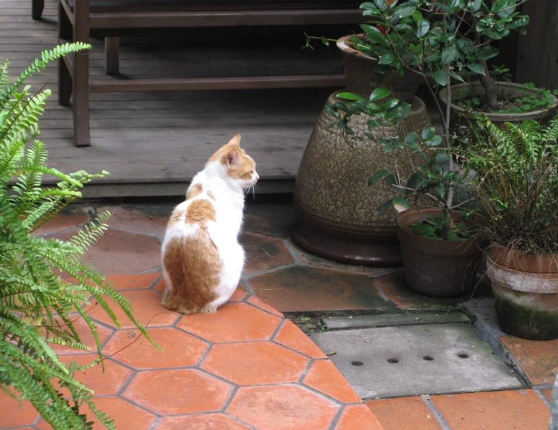 캐논 익서스 Canon IXUS 95 IS 하늘 상품이미지4