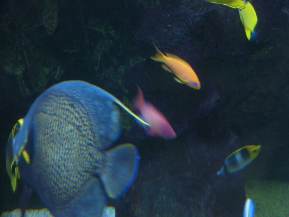 작례/민트급) sanyo xacti cg100 산요 작티 빈티지 캠코더 상품이미지8