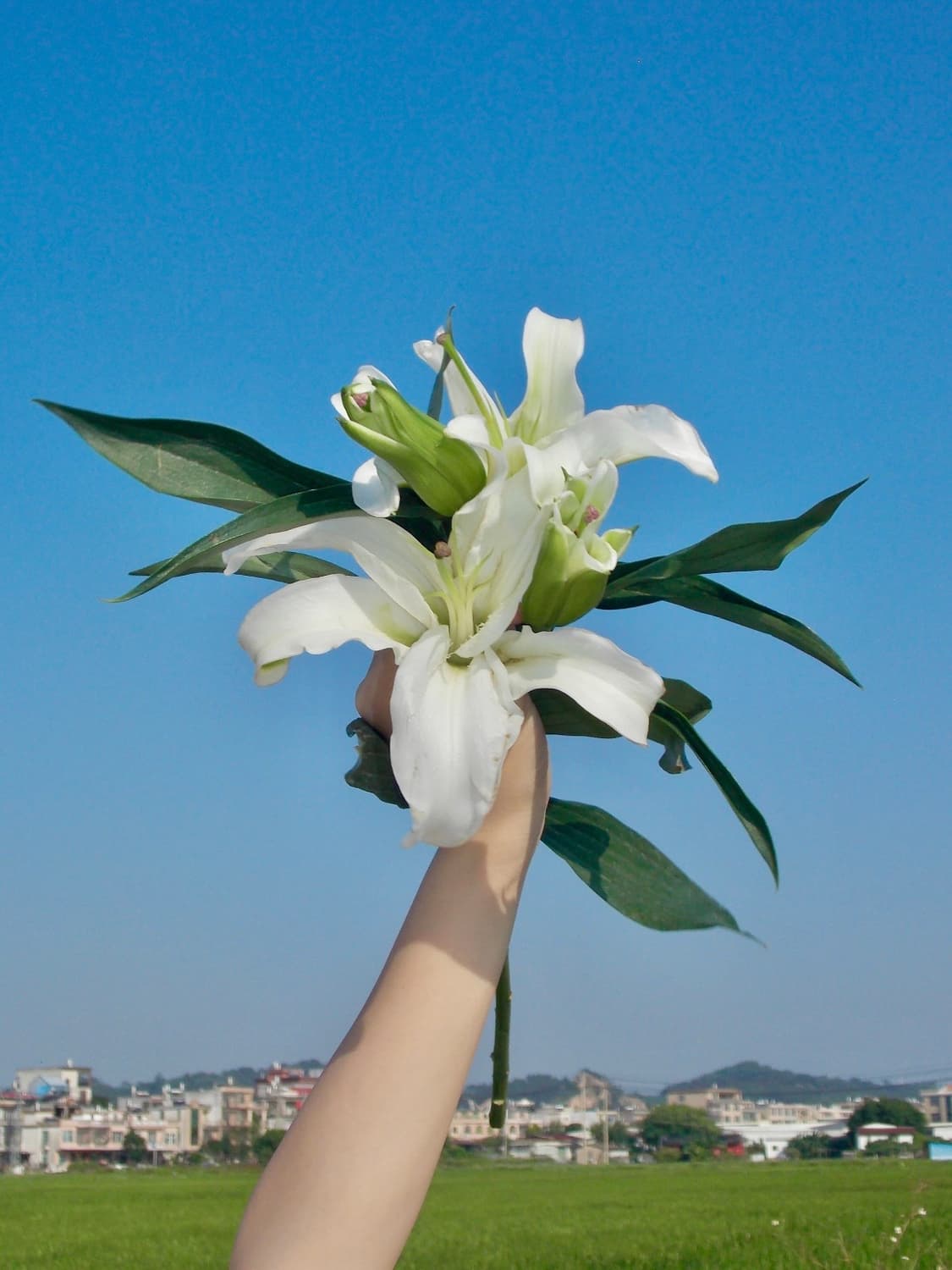 Nikon Coolpix L1 상품이미지2