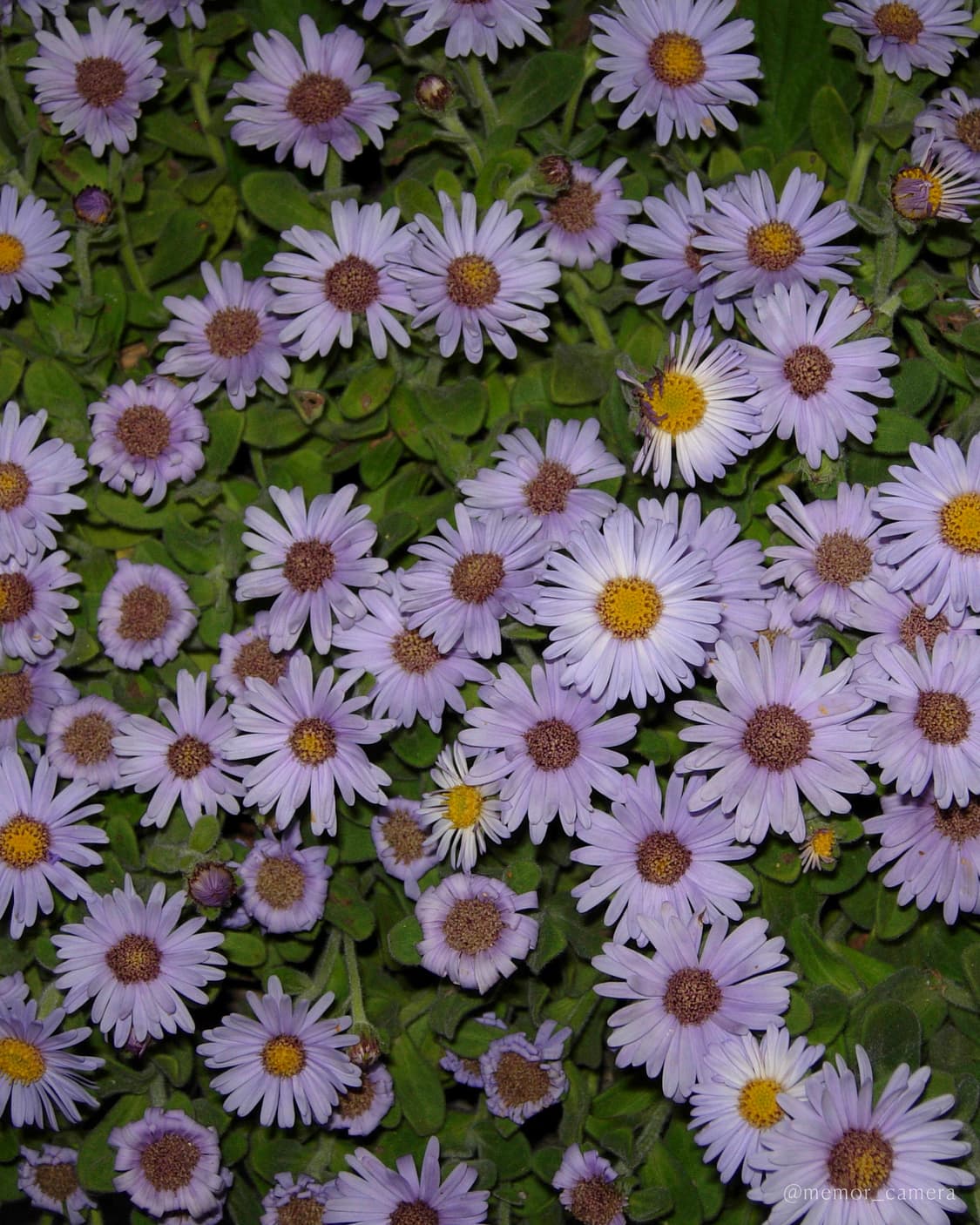 희귀매물/연예인,유튜버 사용모델♥️NIKON COOLPIX P4 니콘디카 상품이미지6