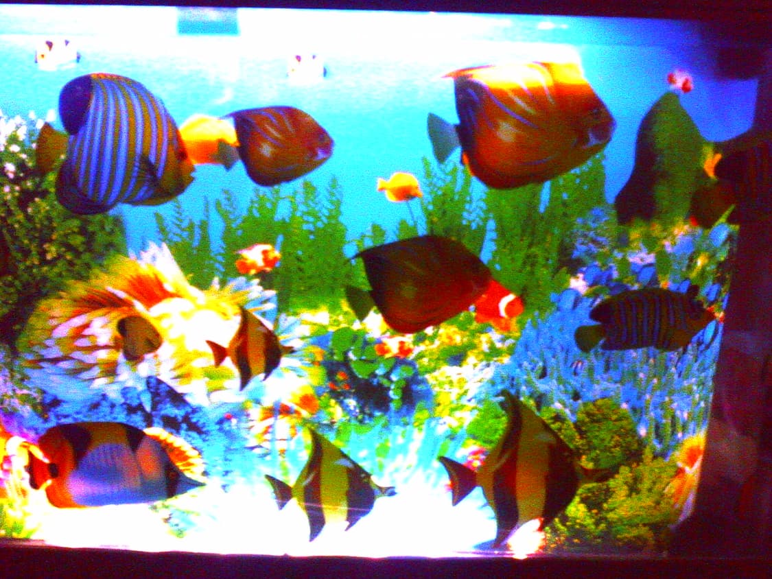 하리네즈미 빈티지 디카 (작례O) 상품이미지6