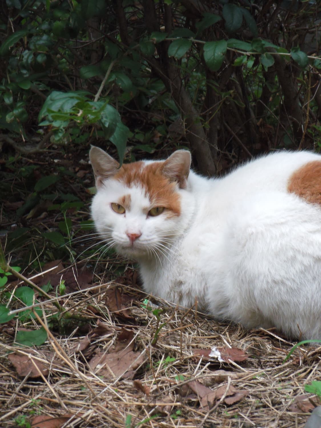 후지필름 z300 새상품급 디카 상품이미지10