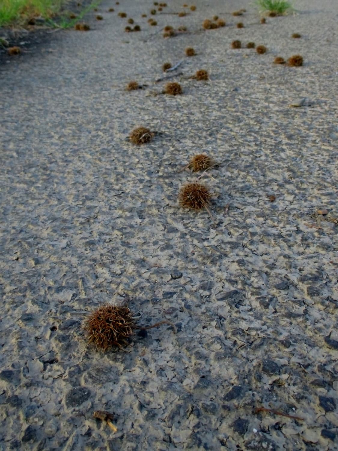 캐논 익서스 Canon IXUS 125 HS 실버 상품이미지3