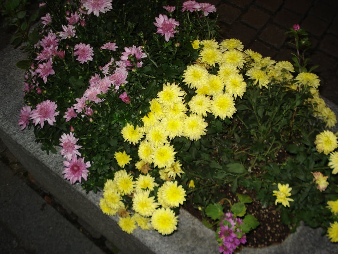 소니 사이버샷 dsc-w35 디카 디지털 카메라 판매 상품이미지6